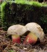 hřib kříšť (Houby), Boletus calopus (Fungi)